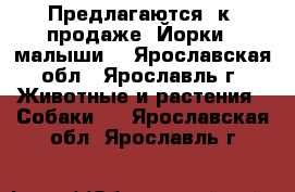 Предлагаются  к  продаже  Йорки   малыши. - Ярославская обл., Ярославль г. Животные и растения » Собаки   . Ярославская обл.,Ярославль г.